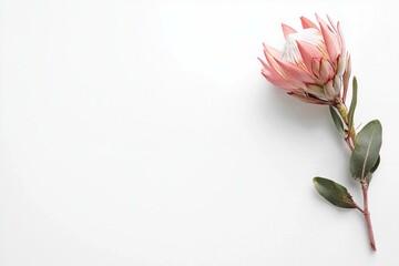 Poster - Beautiful pink protea flower on a soft white background, showcasing its elegance and unique design, perfect for botanical or minimalist themes