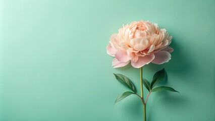 Aufkleber - Single pale pink peony blossom against a mint green background