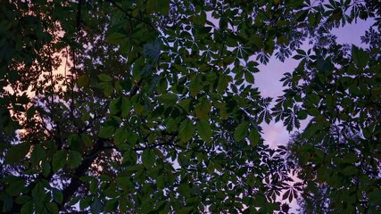 Fototapete - Green leaves rustling against a colorful sky at dusk in a peaceful outdoor setting