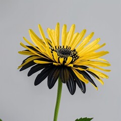 Sticker - Rudbeckia flower yellow and black on plain white background