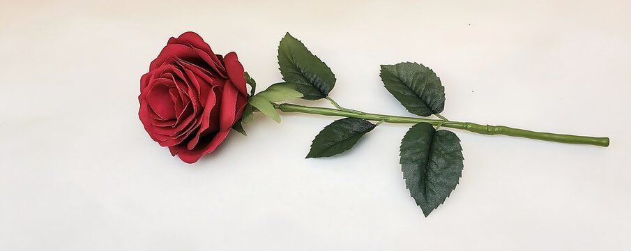 A single red rose with a long green stem laying gracefully on a plain white background, symbolizing love and romance