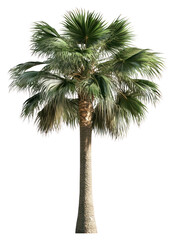 Poster - PNG A palm tree isolated nature plant.