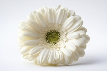 Poster - A single white flower sits alone on a table, perfect for still life or minimalist decor