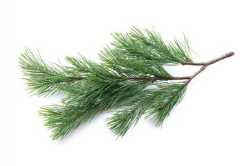 Poster - A single pine tree branch on a white background