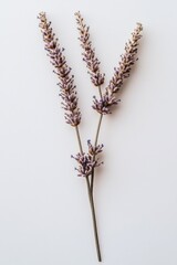 Poster - A pair of vibrant purple flowers sit on a clean white surface
