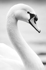 Wall Mural - A close-up view of a swan's head with water in the background