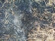 © afjahiza - Burned dry grass on the territory on spring day 2