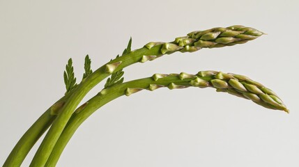 Wall Mural - Fresh asparagus stalks photographed in high detail