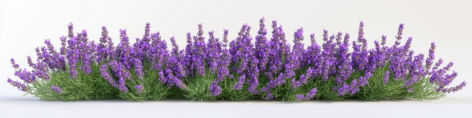 Poster - A collection of purple flowers placed on a clean white surface