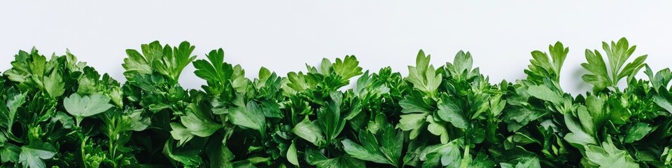 Aufkleber - Close-up of lush green plants, ideal for nature or wellness-themed projects