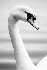 Poster - A close-up shot of a swan's head with water in the background