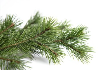 Aufkleber - Close-up shot of a pine tree branch with needles and cones