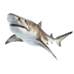 Wall Mural - majestic tiger shark swimming with graceful ease in the tranquil ocean waters
