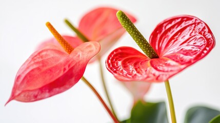 Wall Mural - A single flower on a white background