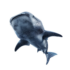 Wall Mural - whale shark majestically gliding underwater with graceful presence and unique body patterns