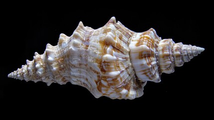 Poster - close-up view of a sea shell on a dark background, suitable for use in illustrations or designs