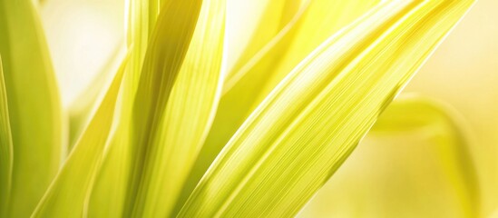 Poster - Close-up of vibrant green grass blades illuminated by soft natural light with soft bokeh background and Copy Space for text placement