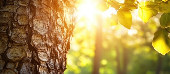 Poster - Sunlight filtering through leaves showcasing detailed texture of tree bark in a forest setting with natural light Copy Space