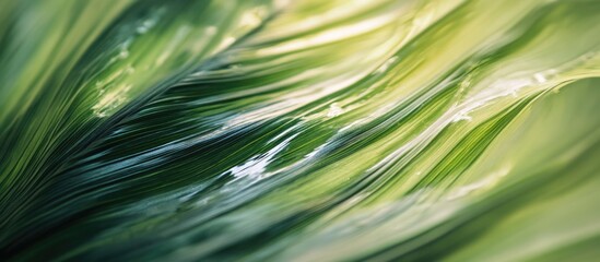 Poster - Abstract close-up of green plant leaves with smooth flowing texture and natural light highlights, suitable for backgrounds and designs. Copy Space