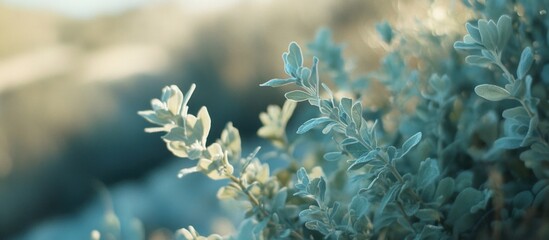 Poster - Close-up of pale green foliage with blurred background and natural light Copy Space