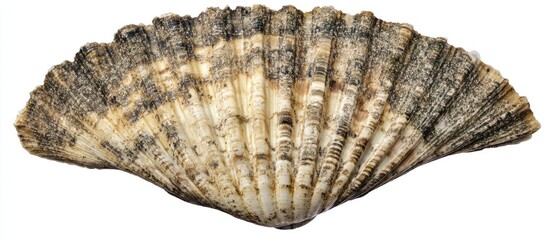 Poster - Close-up of a large scallop shell showcasing intricate textures and patterns, suitable for marine and natural themes, Copy Space