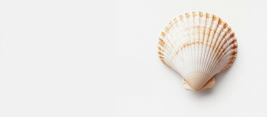 Poster - White scallop shell on light background with copy space for text placement