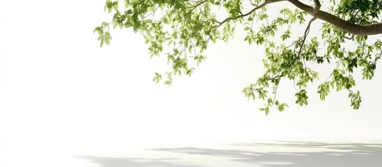 Poster - Green tree branch with fresh leaves on a white background with natural light offering ample Copy Space for text placement.