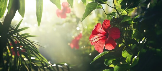 Poster - Red hibiscus flowers surrounded by lush green foliage with soft sunlight filtering through, creating a tranquil natural setting. Copy Space