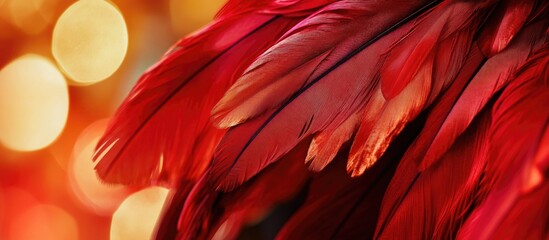 Poster - Vibrant red bird feathers with soft texture and blurred warm background bokeh effect showcasing depth and color details Copy Space