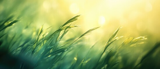 Poster - Sunlit green grass with bokeh effect and warm light in the background