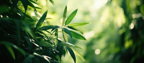 Poster - Close-up of lush green bamboo leaves with blurred background and soft sunlight filtering through foliage.