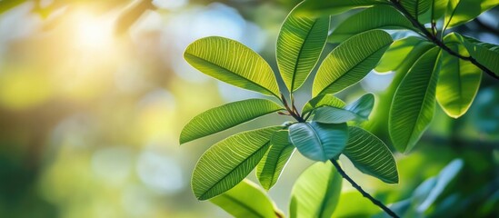 Poster - Close-up of green leaves with natural sunlight background creating asoft bokeh effect ideal for nature themes and botanical design Copy Space
