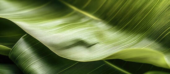 Poster - Close-up of large green tropical leaves with smooth textures and subtle light reflections ideal for nature backgrounds and design elements Copy Space