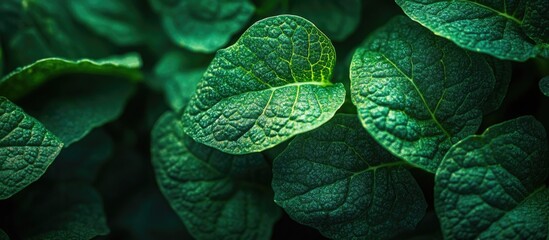 Poster - Close-up of lush green leaves with detailed texture and natural lighting suitable for backgrounds and design purposes Copy Space