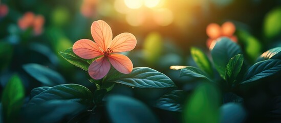 Poster - Orange flower with dark green leaves in sunlight background