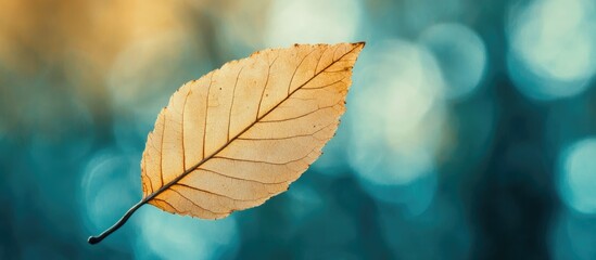 Poster - Autumn Leaf Close-Up with Blurred Nature Background and Copy Space