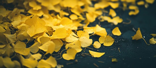 Poster - Yellow ginkgo leaves scattered on dark surface with soft focus and texture.