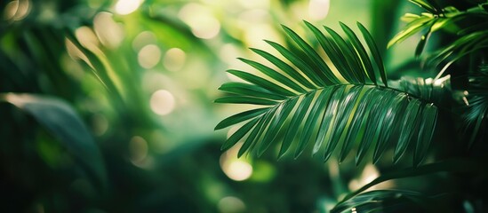 Poster - Close-up of Green Tropical Palm Leaves with Sunlight and Blurred Background