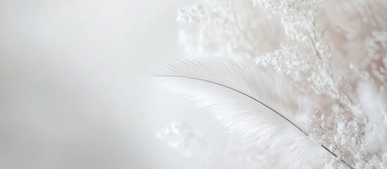 Poster - Delicate white feather close-up on soft blurred background with copy space