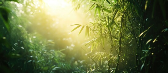 Poster - Sunlight Filtering Through Dense Bamboo Forest with Lush Greenery and Foliage