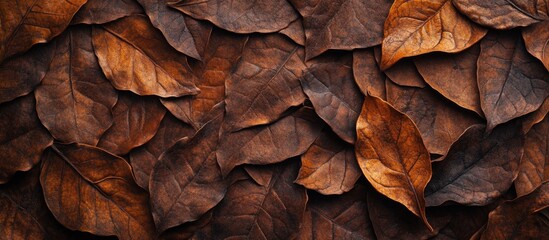 Poster - Background of dried brown leaves in autumn texture display.