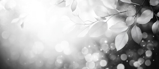 Aufkleber - black and white bokeh background with tree leaves and light flares