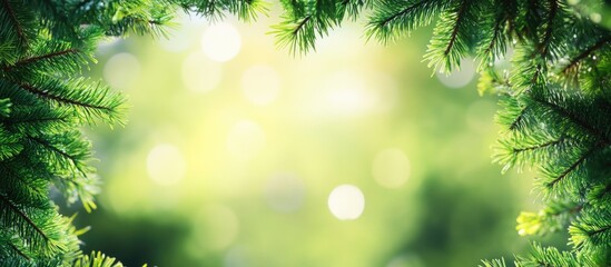 Poster - Green Foliage Frame with Blurred Sunny Background and Bokeh Effects Copy Space