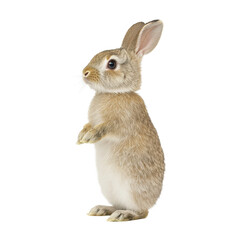 a cute rabbit standing upright, showcasing its fluffy fur and adorable features.