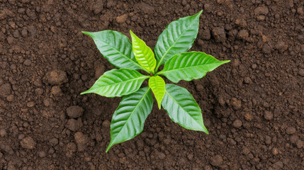 Wall Mural - close up shot of small coffee plant sprouting from rich soil, showcasing vibrant green leaves. This captures essence of growth and nature beauty