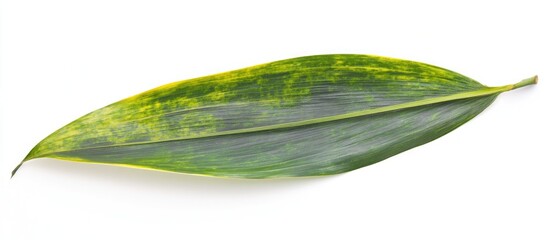 Poster - Isolated green and yellow patterned leaf on white background with distinctive natural texture Copy Space