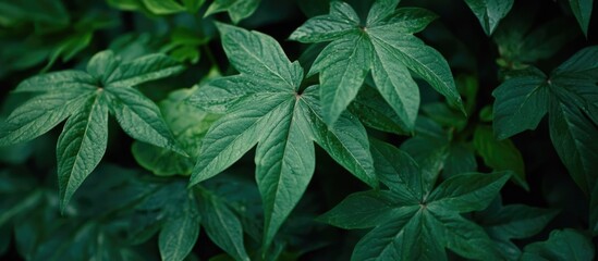 Poster - Close-up of green foliage with textured leaves in natural light suitable for backgrounds or botanical concepts Copy Space