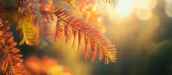 Poster - Autumn colored leaves with sunlight bokeh background showcasing warm tones and nature details with Copy Space for text placement