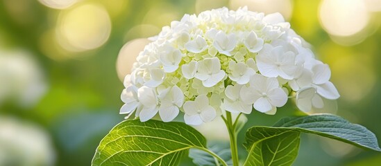 Poster - White hydrangea flower in bloom with green leaves and a blurred natural background with soft light. Copy Space