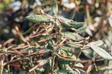 Wall Mural - Rhododendron damaged by disease or burns in a spring garden